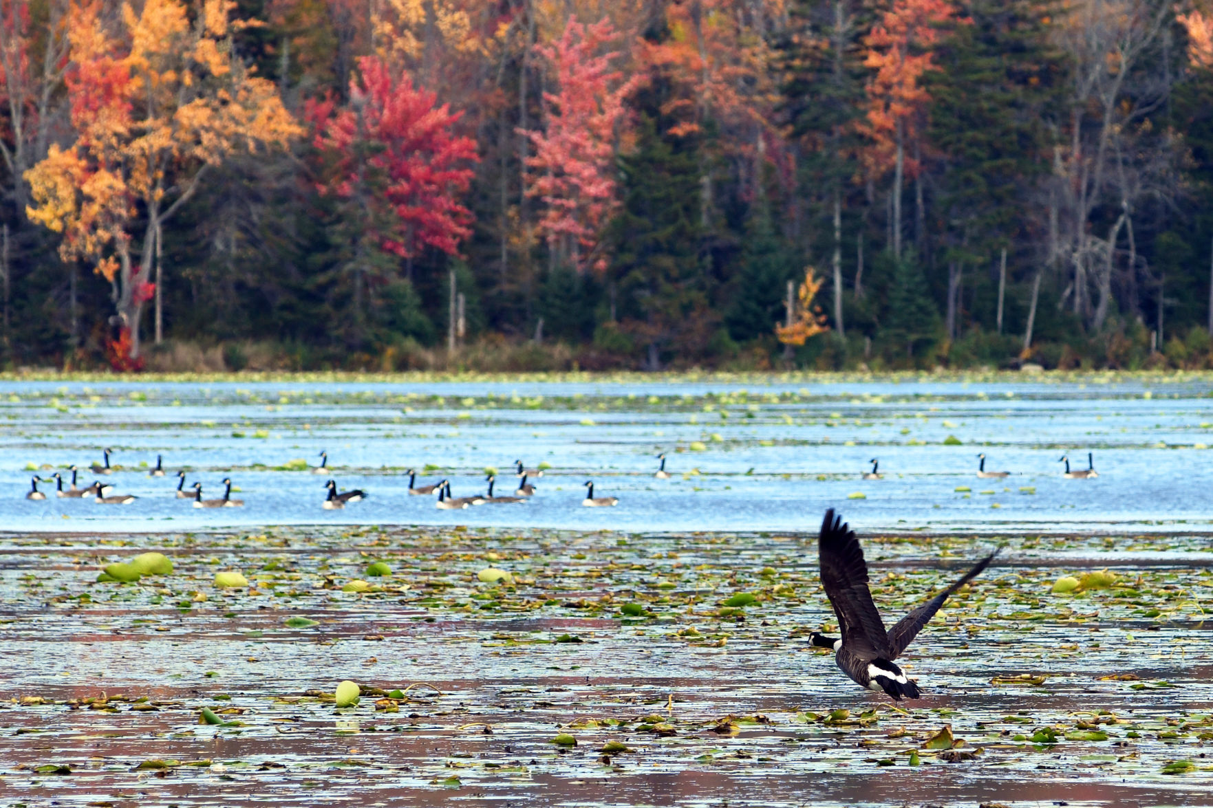 Goose on glide path
